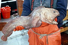 Description de l'image Bering wolffish (Anarhichas orientalis).jpg.