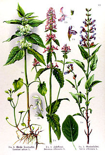 <i>Betonica</i> Genus of flowering plants