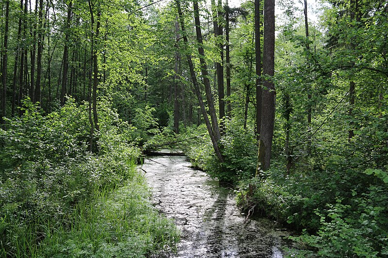 File:Białowieski Park Narodowy 0200 55.jpg