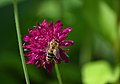 Biene auf violetter Blume