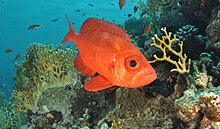 Paeony bulleye (Priacanthus blochii) from the Red Sea Bigeye1.JPG