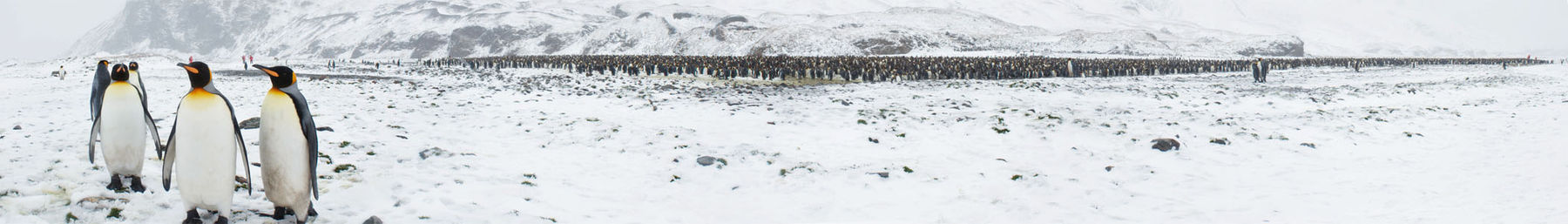 Bird Island Wikivoyage banner.jpg