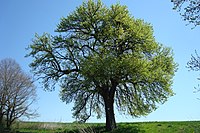 Pear tree "Appolonia dell"