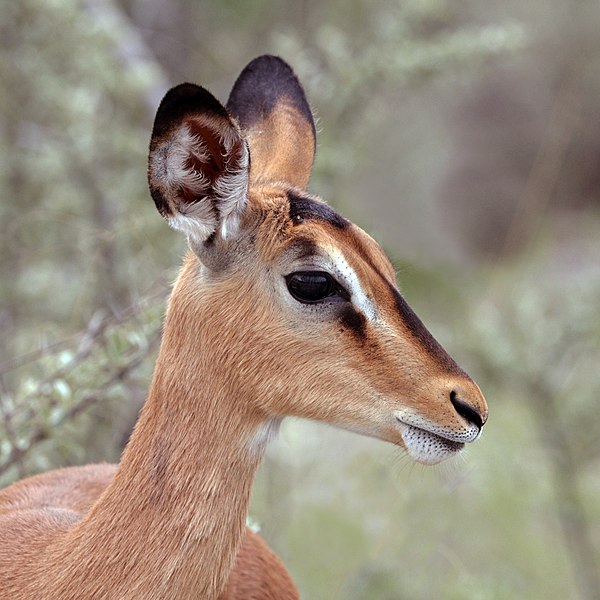 File:Black-faced impala (Aepyceros melampus petersi) female head 2.jpg