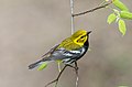 * Nomination Black-throated green warbler in Prospect Park --Rhododendrites 13:23, 13 May 2021 (UTC) * Promotion  Support Good quality. --Ermell 14:57, 13 May 2021 (UTC)