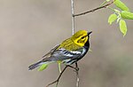 Thumbnail for File:Black-throated green warbler in PP(13988).jpg