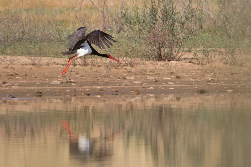 File:BlackStork 3.png