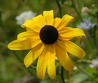 <i>Rudbeckia hirta</i> Species of flowering plant