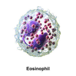 Blausen 0352 Eosinophil.png