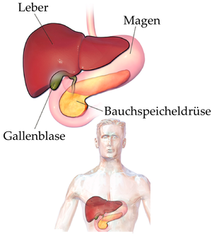 Bauchspeicheldrüse: Anatomie beim Menschen, Anatomie bei Tieren, Entwicklung