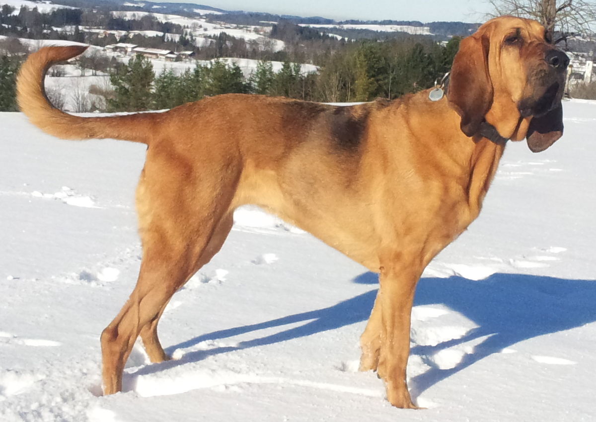 Purebred sales hound dog