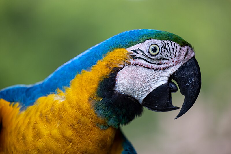 File:Blue-and-gold macaw.jpg