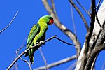 Thumbnail for Blue-naped parrot