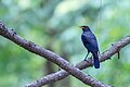* Nomination Blue-whistling-Thrush, Amazing singing bird. By User:Mildeep --Nabin K. Sapkota 07:45, 12 March 2024 (UTC) * Promotion  Support Good quality. --Velvet 07:54, 13 March 2024 (UTC)