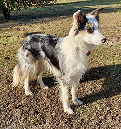 Border Collie