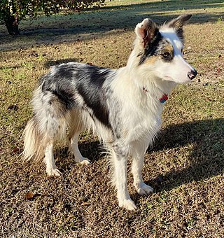 <span class="mw-page-title-main">Border Collie</span> Working dog breed