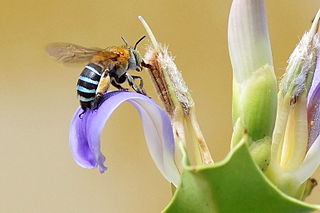 <i>Amegilla</i> Genus of insects, blue-banded bees