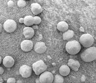 "Blueberries" (hematite spheres) on a rocky outcrop at Eagle Crater. Note the merged triplet in the upper left. Blueberries eagle.gif