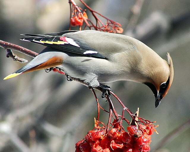 Waxwing