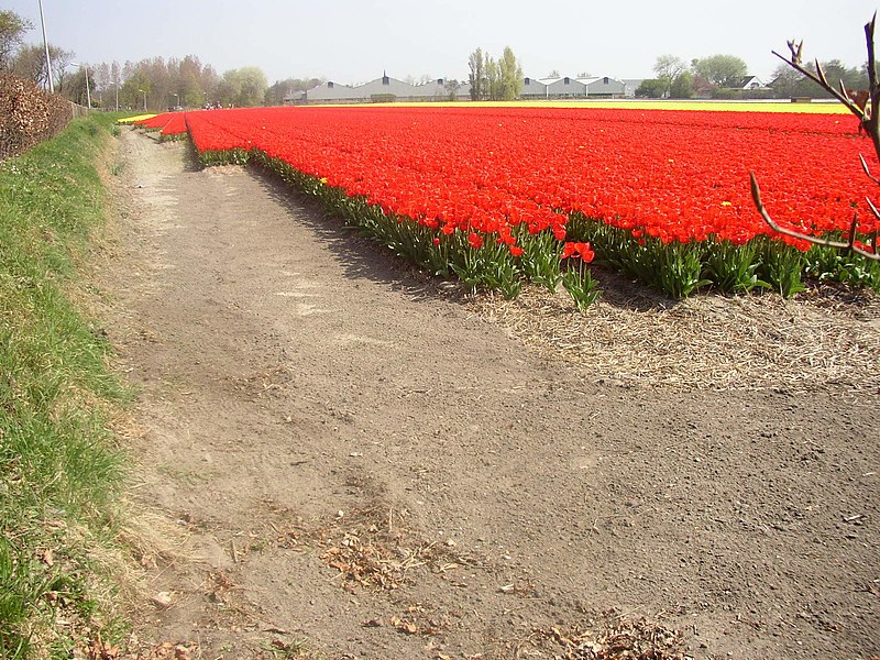 File:Bollenvelden Noordwijkerhout 24 april 2005.jpg