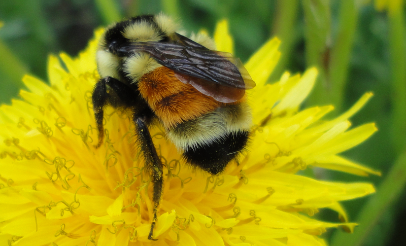 File:Bombus ternarius.png