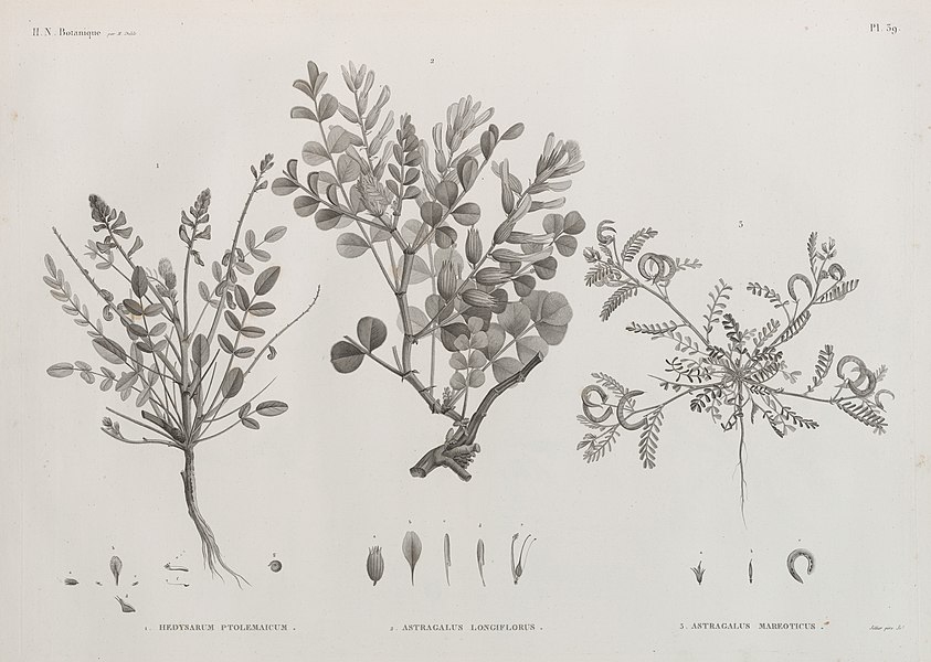 Pl.39 - 1. Hedysarum ptolemaicum 2. Astragalus longiflorus 3. Astragalus mareoticus