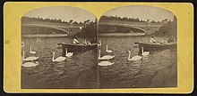 Stereographic view c. 1865: Bow Bridge, a boater and introduced mute swans (Cygnus olor) on the lake in Central Park Bow Bridge and swans on the lake.jpg