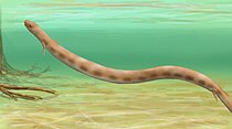 Life restoration of the Carboniferous amphibian Brachydectes Brachydectes.jpg