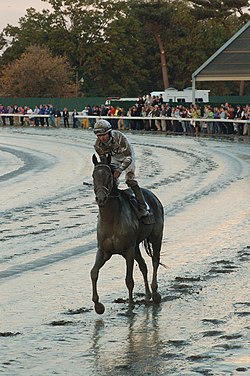 Any Given Saturday after running in the 2007 Breeders' Cup Classic. BreedersCupClassic2007- AnyGivenSaturday.jpg