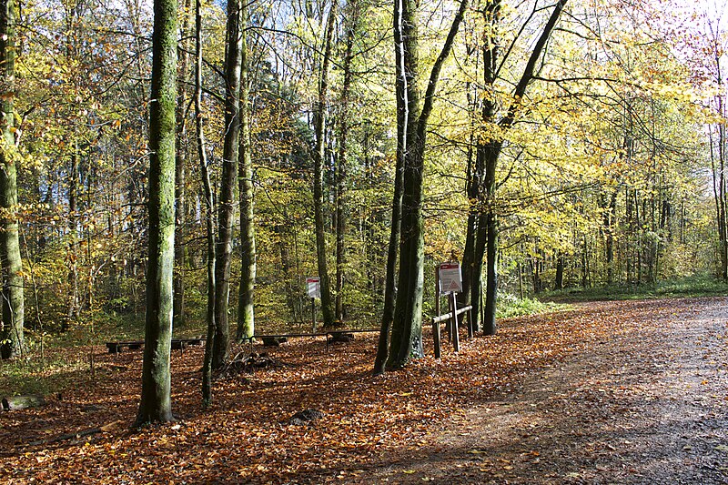 File:Bremgartenwald - panoramio (30).jpg