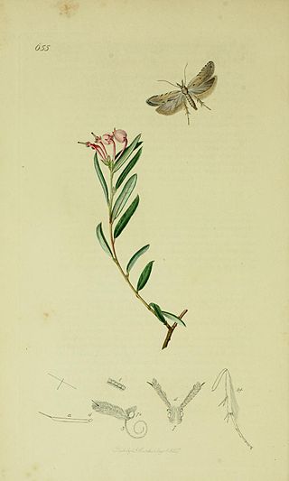 <i>Anarsia spartiella</i> Species of moth