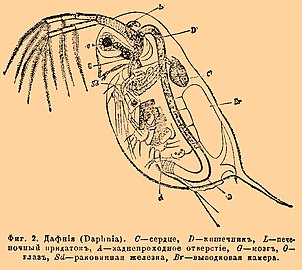 腕の様に発達した第二触角を持つミジンコ類