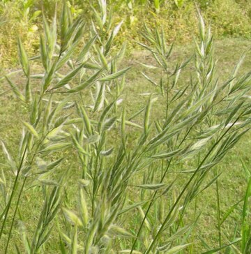 Bromus lanceolatus