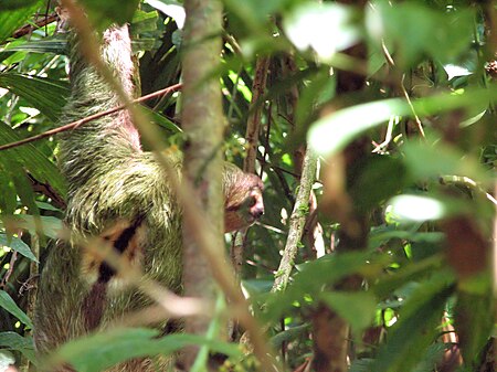 Brown-throated three-toed sloth male.jpg