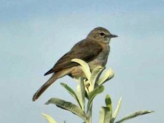 Brown parisoma Species of bird