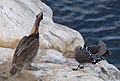 * Nomination Brown pelican and Heermann's gulls at Preeningfest 2016 in La Jolla --Rhododendrites 00:11, 19 December 2016 (UTC) * Promotion It's OK to me --Qoan 10:10, 19 December 2016 (UTC)