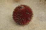 Thumbnail for List of Durio species