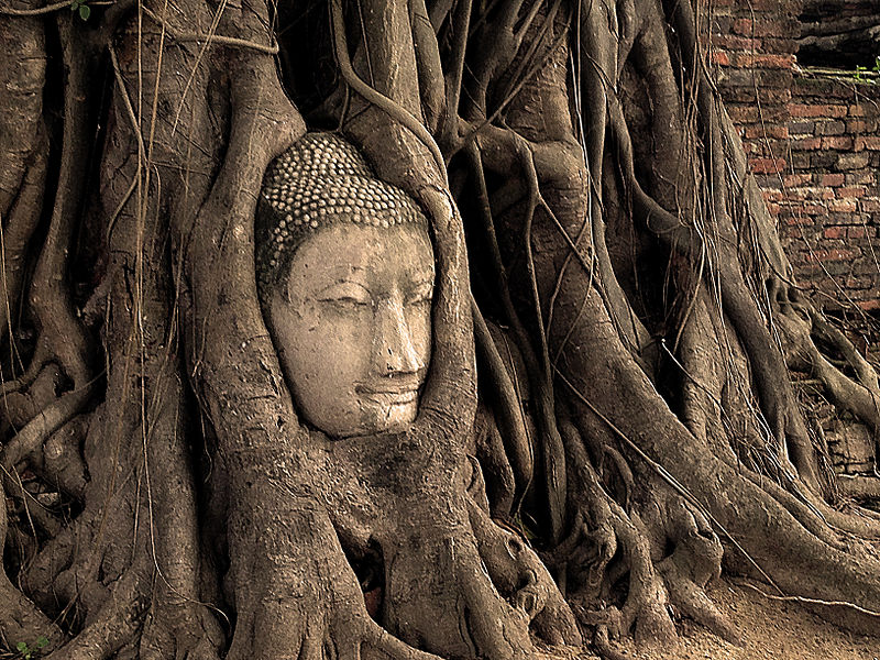 File:Buddha Head in Tree.jpg