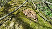 Miniatuur voor Bestand:Bufo bufo triangle 2, Natolin Forest Nature reserve.jpg