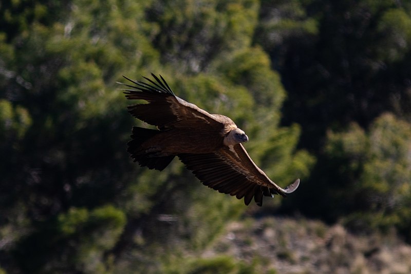 File:Buitre leonado (Gyps fulvus), Sierra del Moncayo, España, 2021-12-31, DD 09.jpg