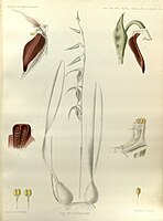 plate 215 Bulbophyllum purpureofuscum