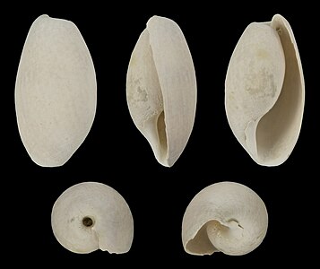 Bulla striata (fossil)