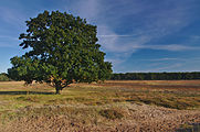 Nederlands: Bussumer Heide, Hilversum English: Bussumer Heide, Hilversum