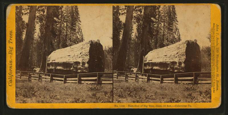 File:But-end of Big Tree, diam. 25 feet. - Calaveras Co, by John P. Soule 4.png