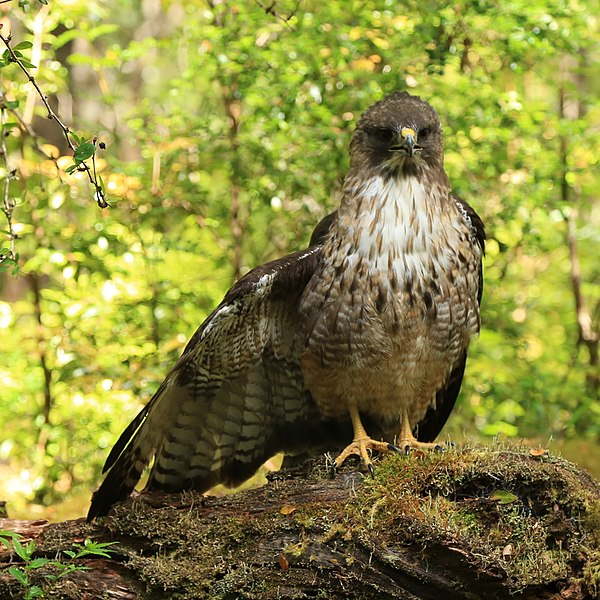 File:Buteo ventralis 39036964 (cropped 2).jpg