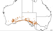 A map depicting where C. conocephala has been recorded C. conocephala distribution map.png