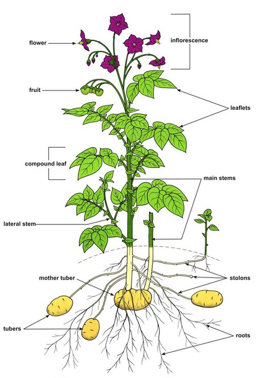 Morphology of the potato plant; tubers are forming from stolons.