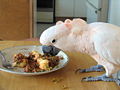 Cacatua delle Molucche in cattività mentre mangia