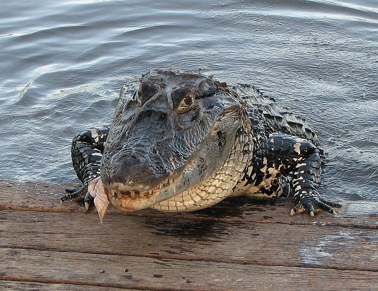 File:Caiman.JPG