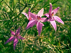 Description de l'image Caladenia latifolia.jpg.